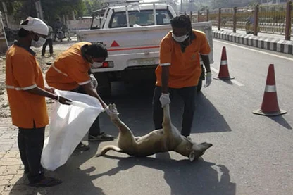 men are removing the dead animal