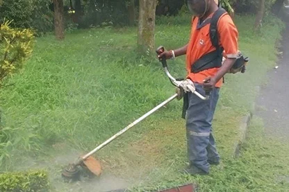 hedge pruning